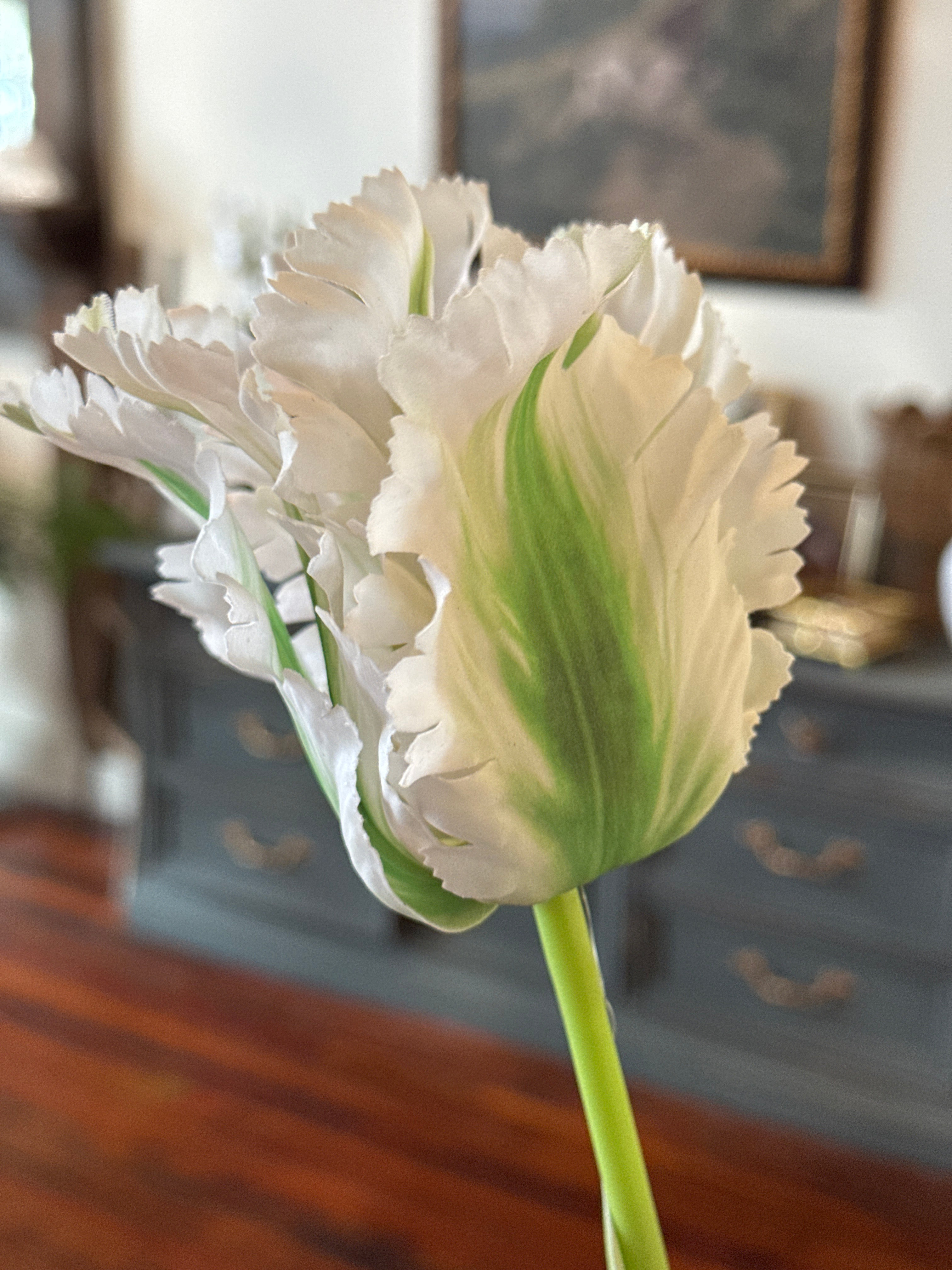 White Parrot Tulip