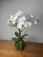 Large Orchid Drop In